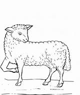 Coloring Sheep Lamb Marysrosaries Getdrawings Outline Animal Single Drawing Vector Source sketch template