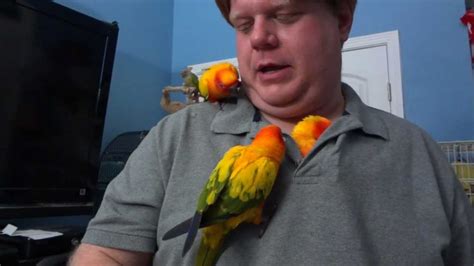 Covered In Sun Conures Youtube