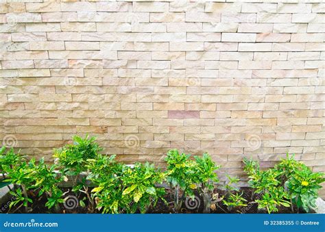 Plant Front The Brick Wall Royalty Free Stock Photo Image 32385355