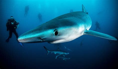 Blue And Mako Shark Diving By Shark Explorers Book Your Trip Today
