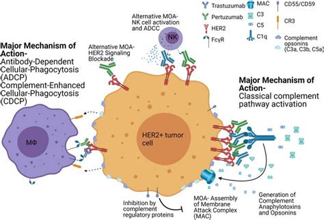 Trastuzumab Mechanism Of Action