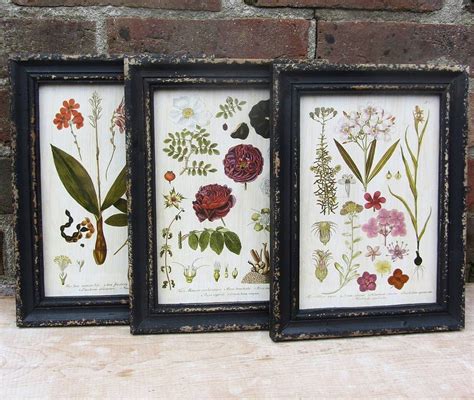Framed Botanical Print By Horsfall And Wright Framed Botanical Prints