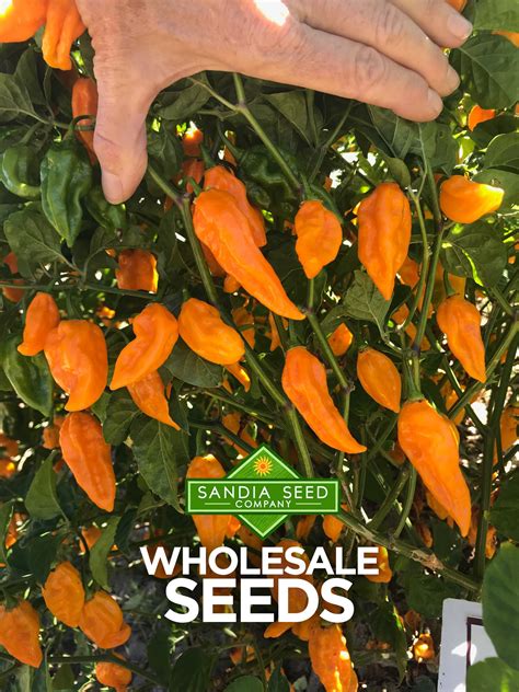 Wholesale Seeds Sandia Seed Company