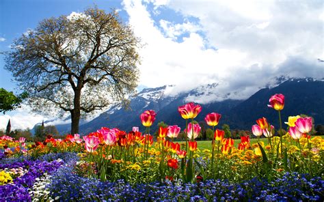 Nature Beautiful Spring Hd Wallpapers Colored Tulip Tree Mountain