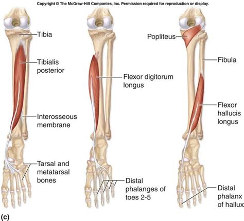 Upper Leg Tendon Anatomy Anatomy Of Leg Muscles And Tendons Anatomy