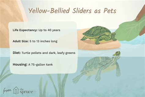 A Guide To Caring For Yellow Belied Sliders As Pets