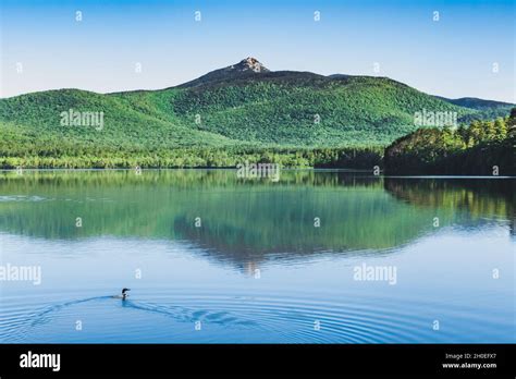 Loon On Chocorua Lake With Mt Chocorua In Background Stock Photo Alamy