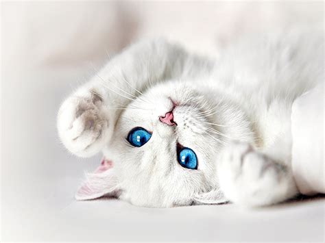 White Kitten With Blue Eyes Wallpaper Cute Kittens Cats And Kittens