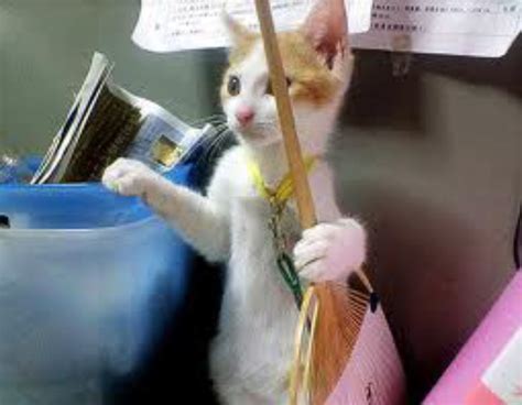 Animal World Toktil Funny Cats 5 I Am A Cleaning Service Officer