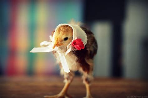 Trending Hari Ini 15 Hd Walpaper Anak Ayam Dan Anak Bebek Yang Lucu