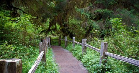 The Popular Hoh Rainforest Hike In Olympic National Park 10adventures