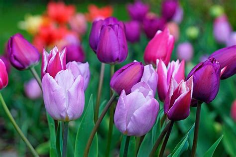 How To Care For Tulip Bulbs After Bloom To Keep Them Looking Beautiful