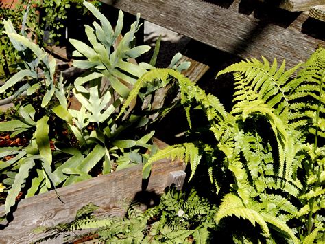 Outdoor Ferns Berkeley Horticultural Nursery Berkeley Horticultural