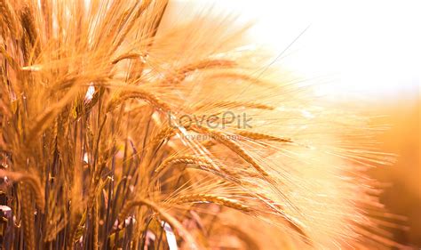 Autumn Wheat Creative Imagepicture Free Download 501060494
