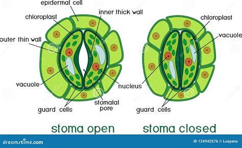 Structure Of Stomatal Complex With Open And Closed Stoma With Titles