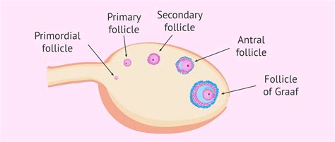 Ovary Follicle Anatomy
