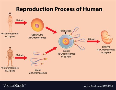 Reproductive Process Human Royalty Free Vector Image