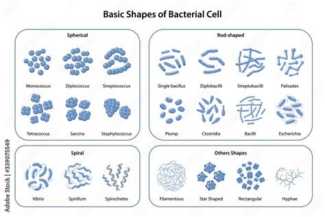 Set Of Basic Shapes And Arrangements Of Bacteria Morphology
