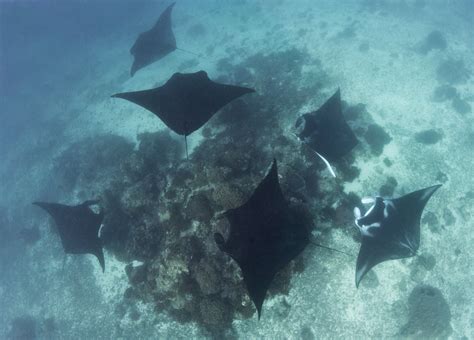 Manta Rays Form Social Bonds With Each Other