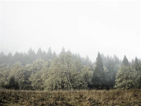 Foggy Dawn In Oregon Forest Photograph By Will Sylwester Fine Art America