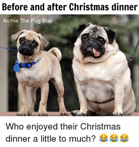 Before And After Christmas Dinner Archie The Pug Star We