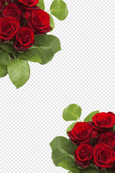 Unduh 80 Kumpulan Background Bunga Merah Hd Terbaik Background Id