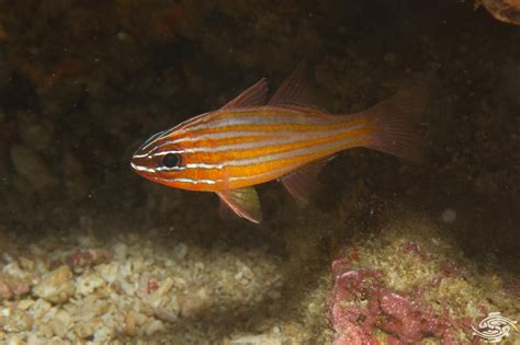 Yellowstriped Cardinalfish Facts And Photographs Seaunseen