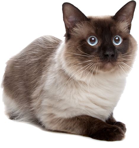 How To Help Rescue Siamese And Stray Cats
