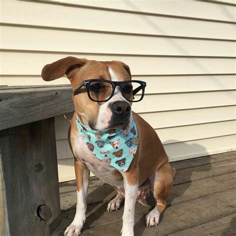 Pitbull In Glasses Wearing Pitbulls In Glasses Rlookatmydog