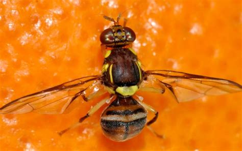 Kendalikan Lalat Buah Pada Jeruk Jagad Tani Petaninya Milenial