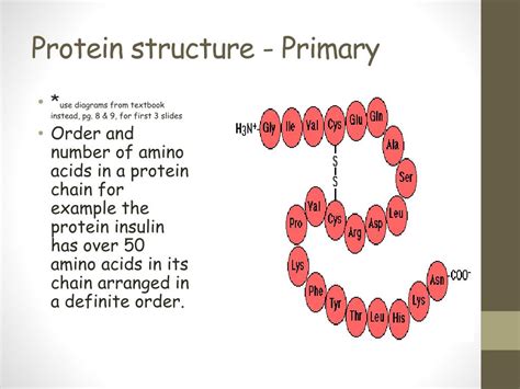 Primary Protein Structure