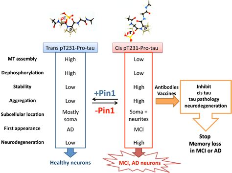 Pin1 Protects Against Alzheimers Disease One Goal Multiple