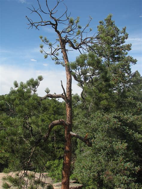 Pinus Ponderosa Yamadori Colorado Rocky Mountain Bonsai Suiseki