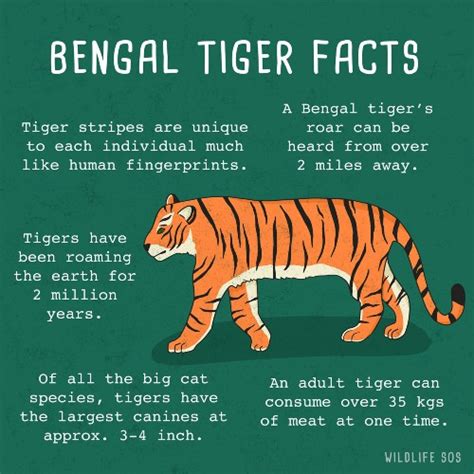 Tiger Tiger Not Burning Bright Wildlife Sos