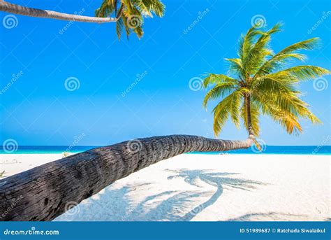 Tropical White Sand Beach With Palm Trees Stock Image Image Of Blue