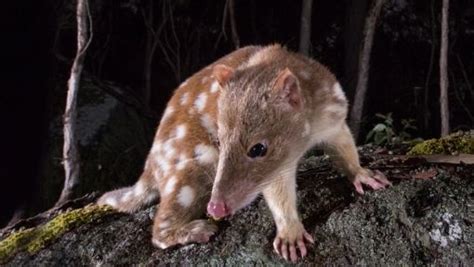 Spotted Tailed Quoll Wildlife Preservation Society Of Queensland