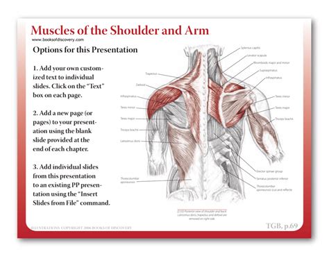 Shoulderarm Muscles Anatomy