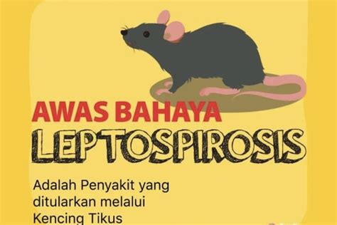 Waspada Penyakit Leptospirosis Ratusan Kasus Ditemukan Di Bantul
