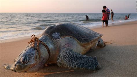 miles de especies están en peligro de extinción por culpa del plástico video cnn