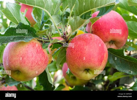 Gala Apples In The Apple Orchard Stock Photo Alamy
