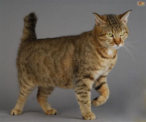 6 Large Domestic Cat Breeds With Wild Relatives Pets4homes