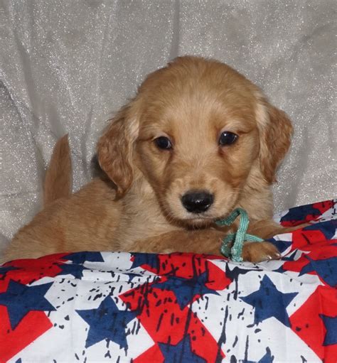 Burgess' mini golden retrievers are so popular and well known. Miniature Golden Retriever Puppies