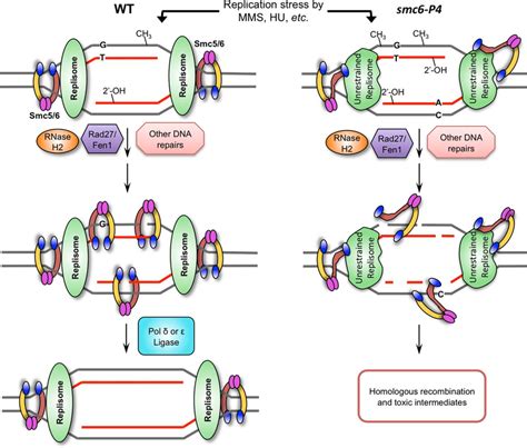 Model Of The Smc56 Complex Function During Chromosome Replication We