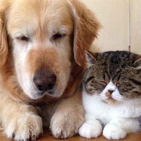 Cat And Her Golden Retriever Dog Share An Inseparable Bond