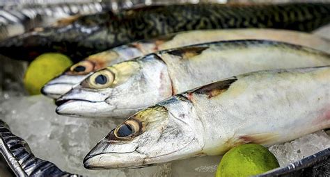 Produce Establece Cuotas De Pesca Para Los Recursos Jurel Y Caballa En