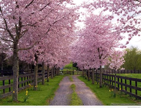 Awesome Spring Wallpapers Photos 2015 2016