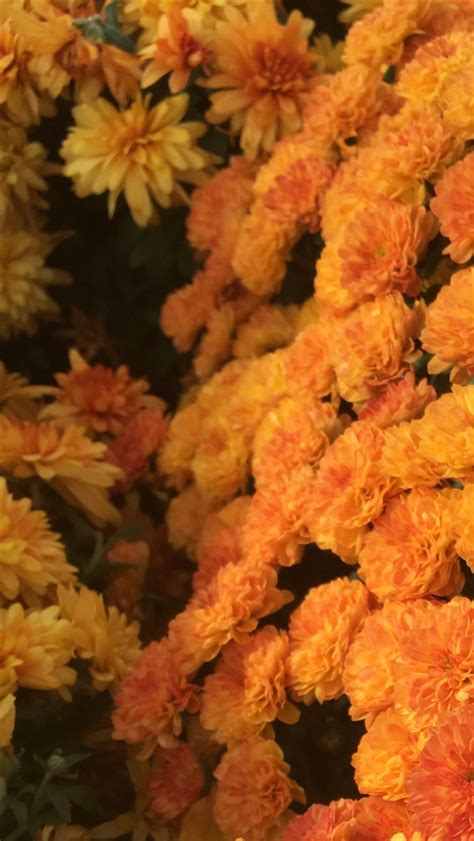 See more ideas about soft grunge, grunge aesthetic, aesthetic. light orange on Tumblr