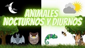 ANIMALES NOCTURNOS Y DIURNOS PARA NIÑOS DE PRIMARIA / 🦉🐝 🦇EDUCACIÓN ...