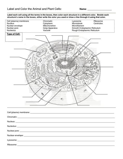 Use the key below to color the organelles of the animal cell. Animal Cell Coloring Key Beautiful Animal Cell Worksheet ...