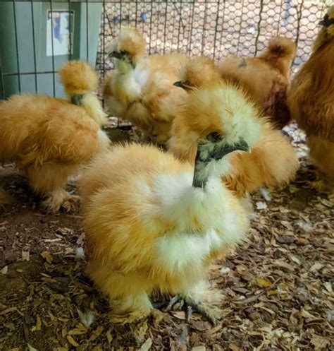 6 BUFF SILKIE Hatching Eggs Naked Neck Possible 28 50 PicClick